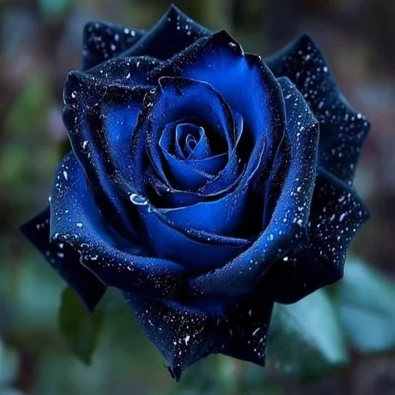 Starlight Mottled Rose Seeds- Rare Multicolor - Image 10