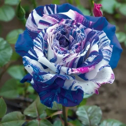 Starlight Mottled Rose Seeds- Rare Multicolor - Image 3