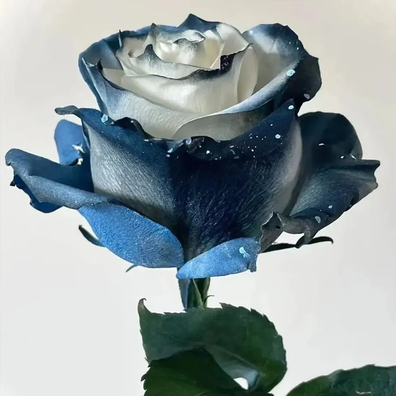 Starry Galaxy Rose - Rare Rose - Image 8