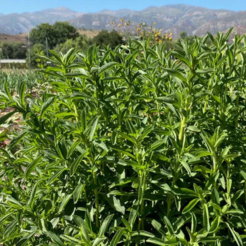 Stevia - Image 3
