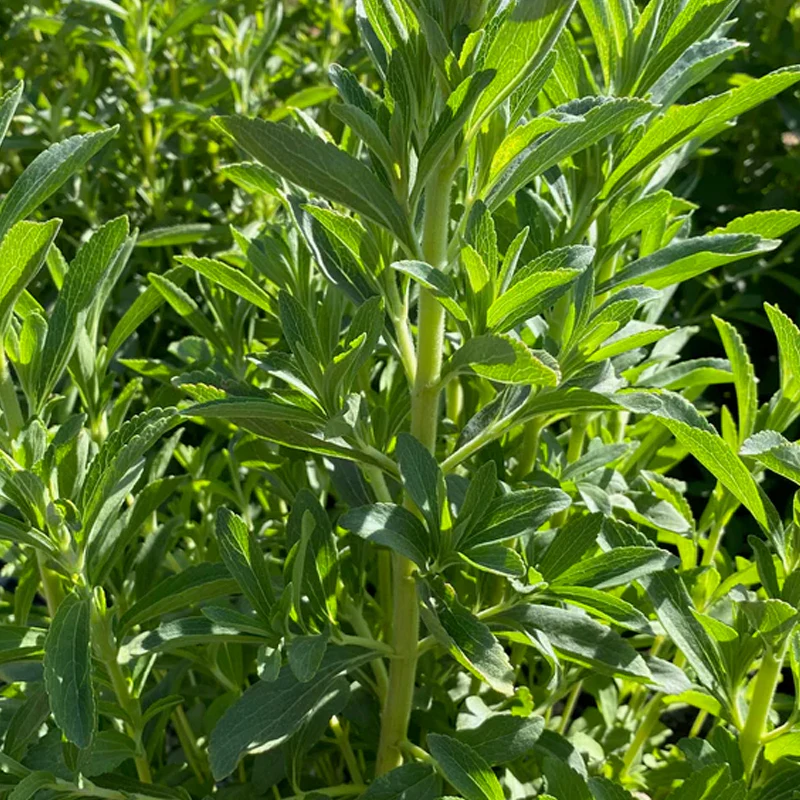 Stevia - Image 4