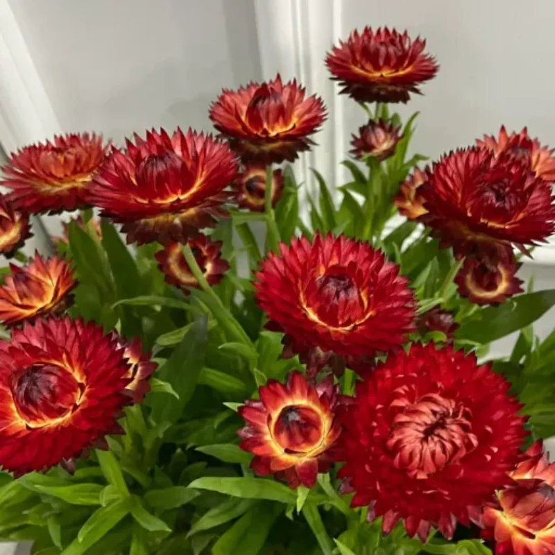Straw Chrysanthemum - Image 3