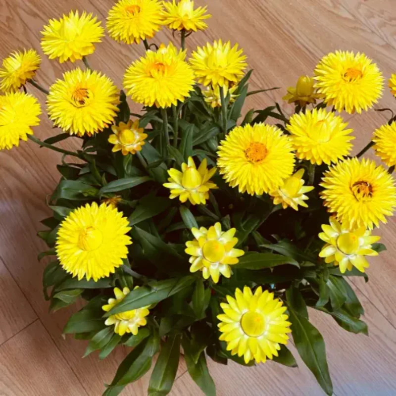 Straw Chrysanthemum - Image 4