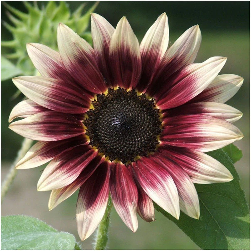 Strawberry Blonde Hybrid Sunflower Seeds - Image 2
