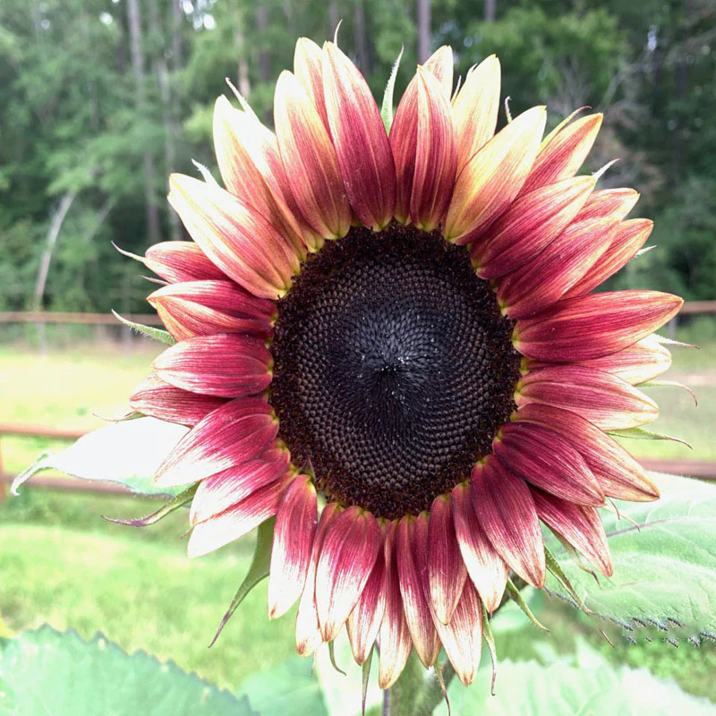 Strawberry Blonde Hybrid Sunflower Seeds - Image 4