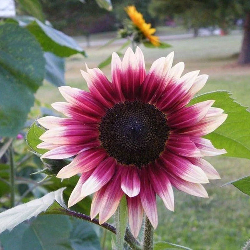 Strawberry Blonde Hybrid Sunflower Seeds - Image 5