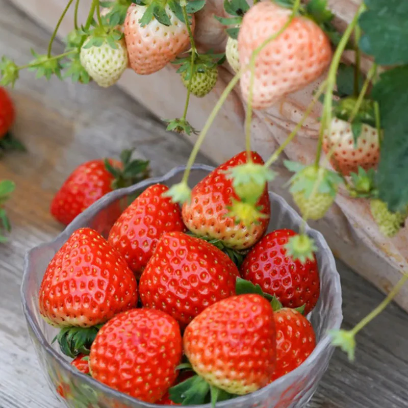 Strawberry Cream Seeds - Image 3