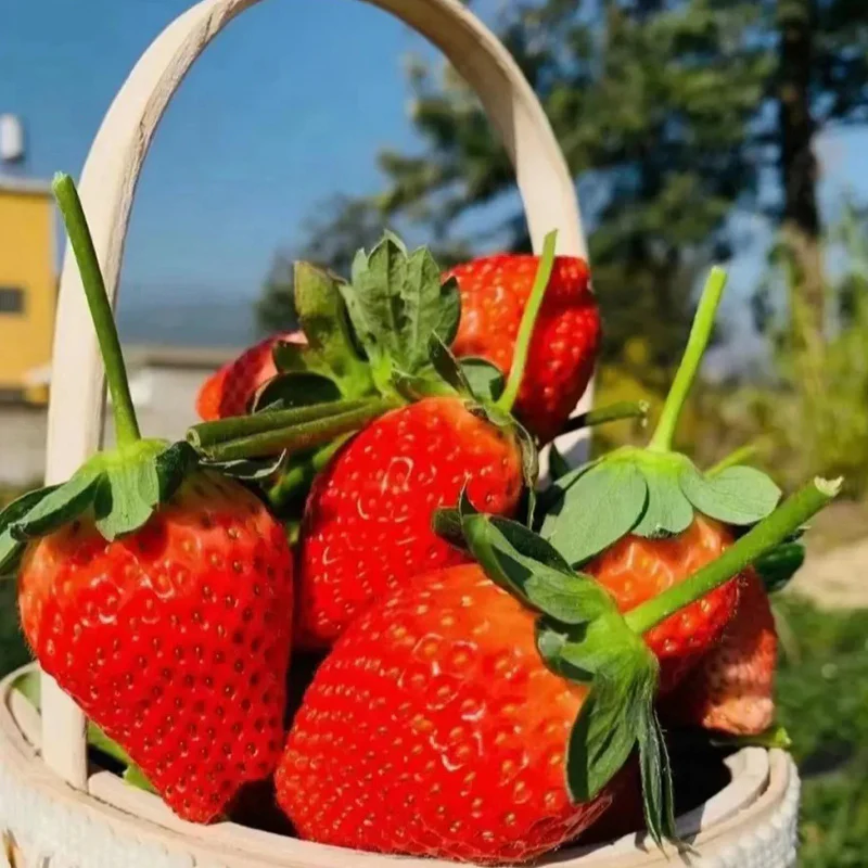 Strawberry Cream Seeds - Image 4