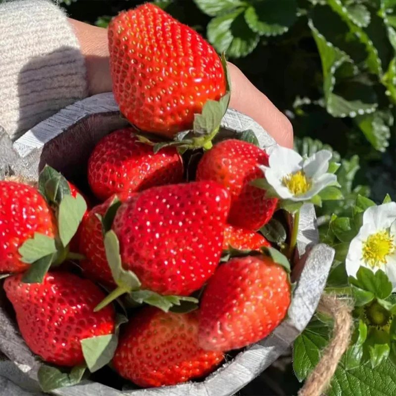 Strawberry Cream Seeds - Image 5