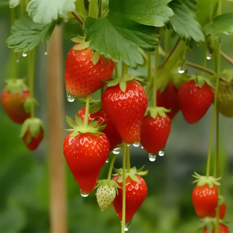 Strawberry Cream Seeds - Image 7