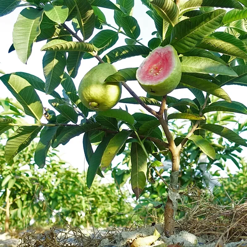 Strawberry Guava Seeds - Image 2