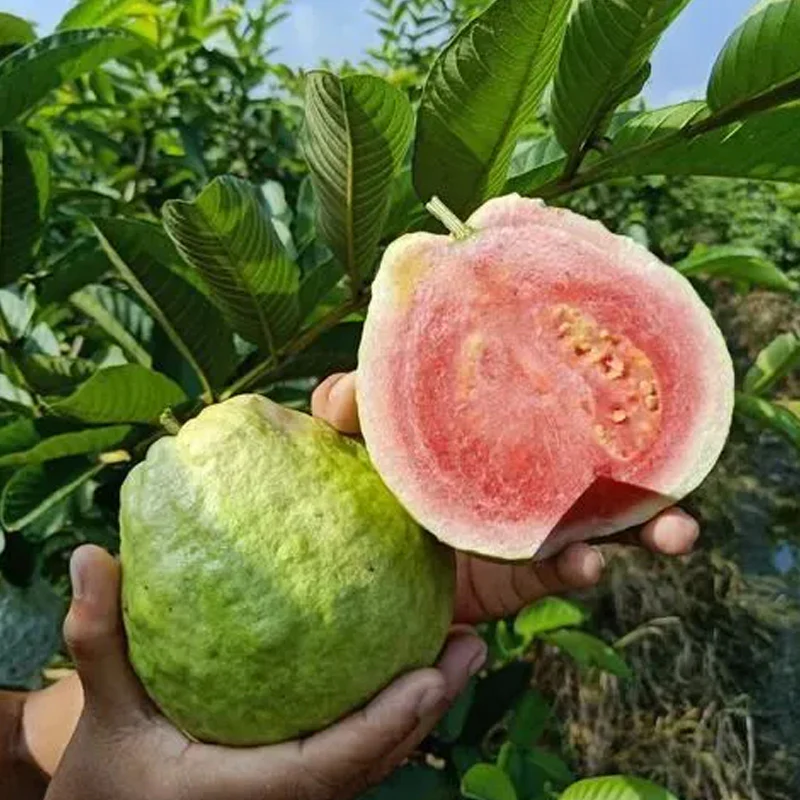Strawberry Guava Seeds - Image 5