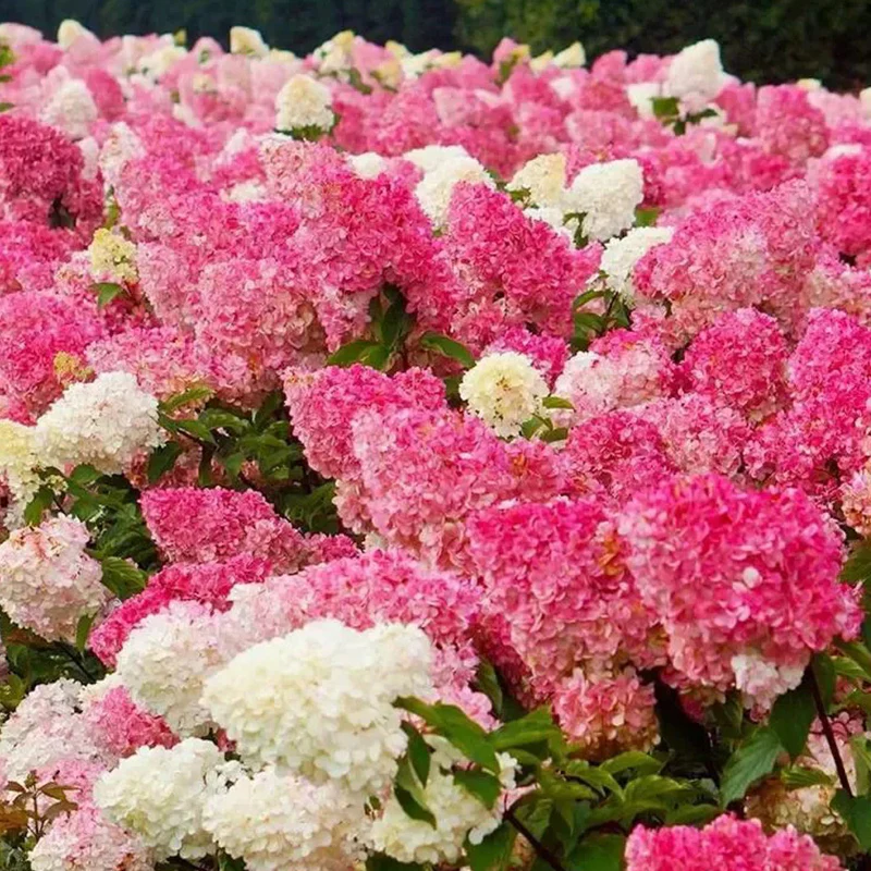 Strawberry Sundae Hydrangea- Beautiful, reunion and gratitude - Image 4