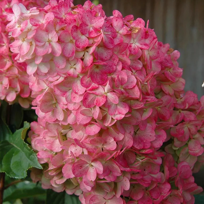 Strawberry Sundae Hydrangea- Beautiful, reunion and gratitude - Image 5