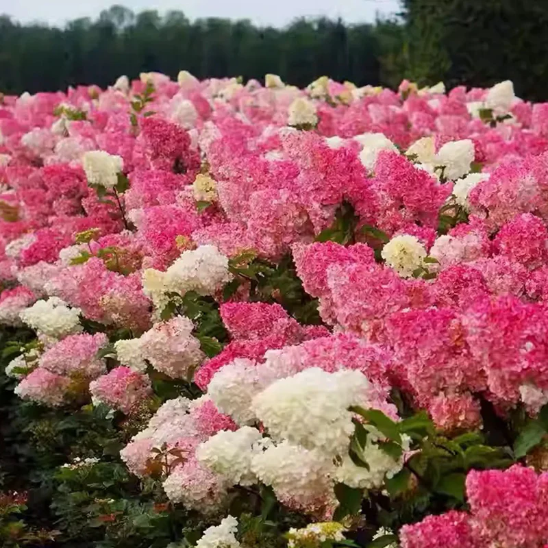 Strawberry Sundae Hydrangea- Beautiful, reunion and gratitude - Image 6