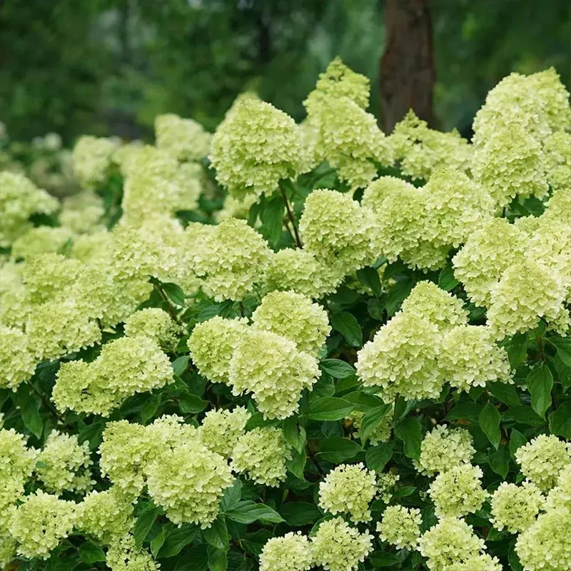 Strawberry Sundae Hydrangea- Beautiful, reunion and gratitude - Image 8