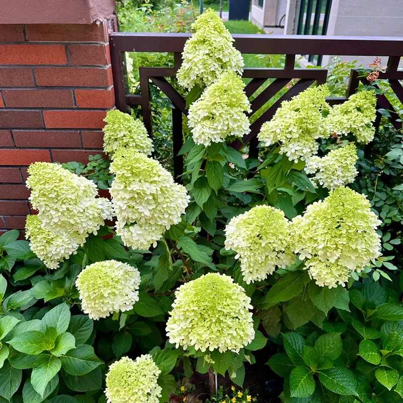 Strawberry Sundae Hydrangea- Beautiful, reunion and gratitude - Image 9
