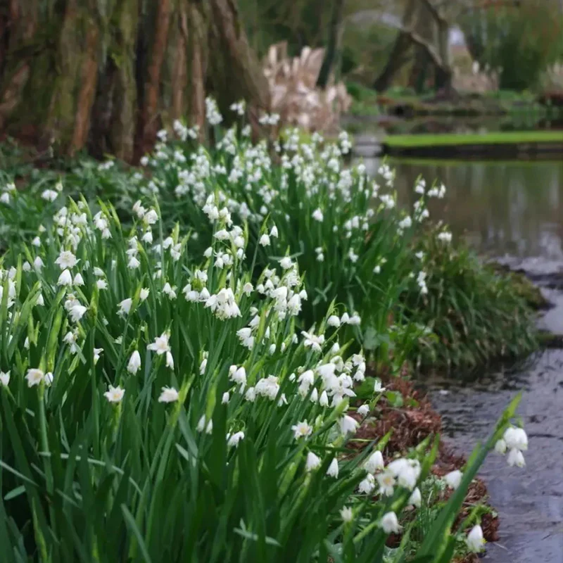 Summer Snowflake PureBeauty, Fresh Starts - Image 11