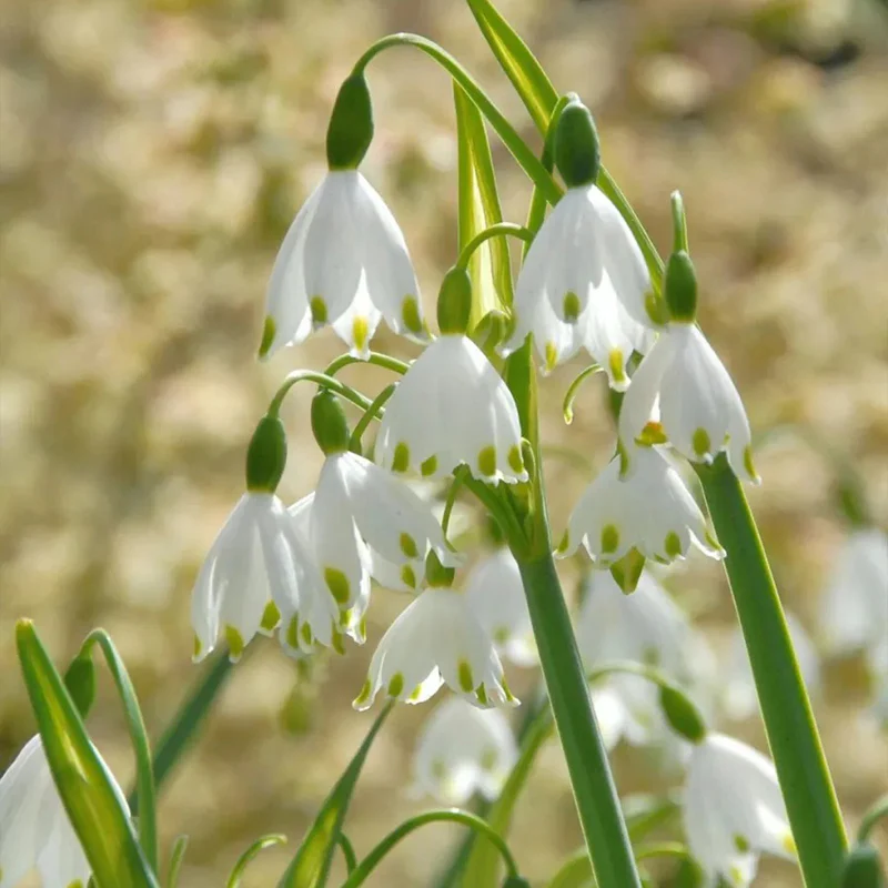 Summer Snowflake PureBeauty, Fresh Starts - Image 6