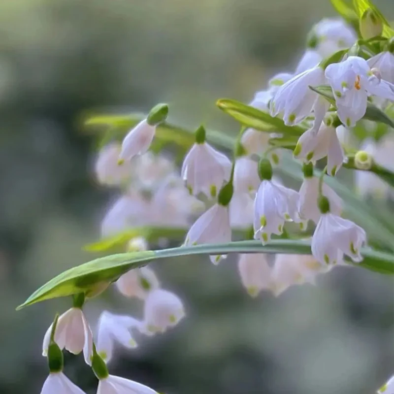 Summer Snowflake PureBeauty, Fresh Starts - Image 8