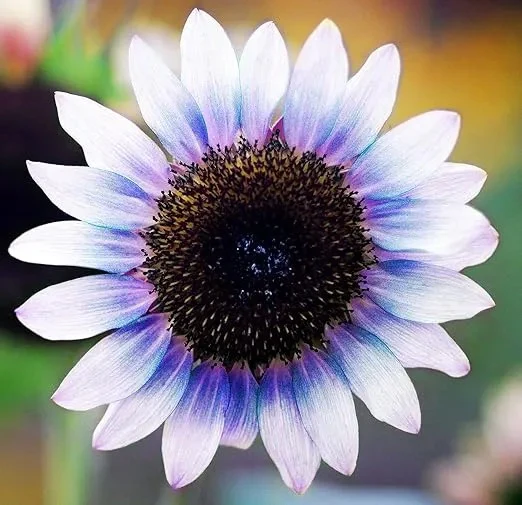 Sunflower Seeds For Planting Rare Multi Color Garden Seeds - Image 3