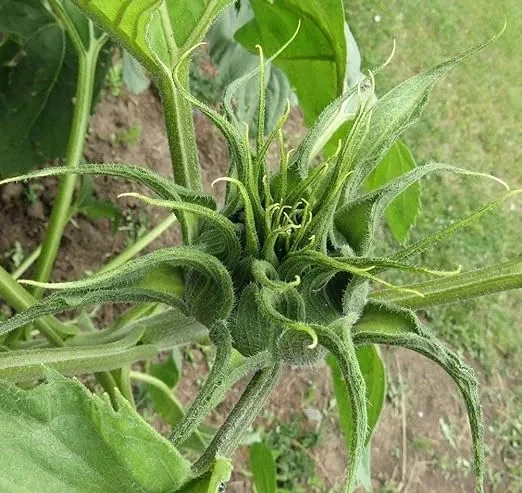 Sunflower Seeds For Planting Rare Multi Color Garden Seeds - Image 4