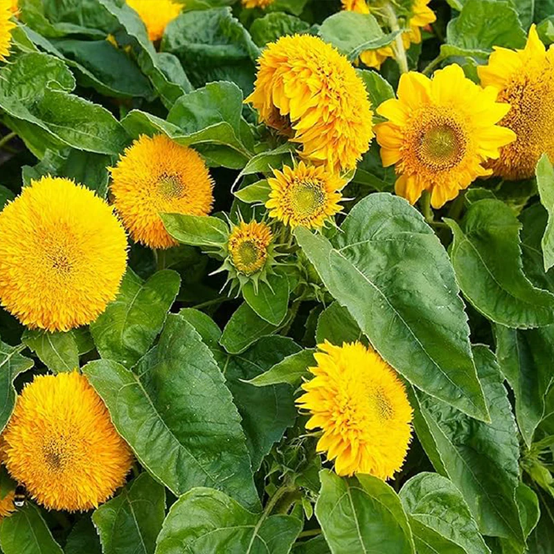 Sunflower Seeds for Planting Teddy Bear Sunflower Seeds to Plant in Home Gardens