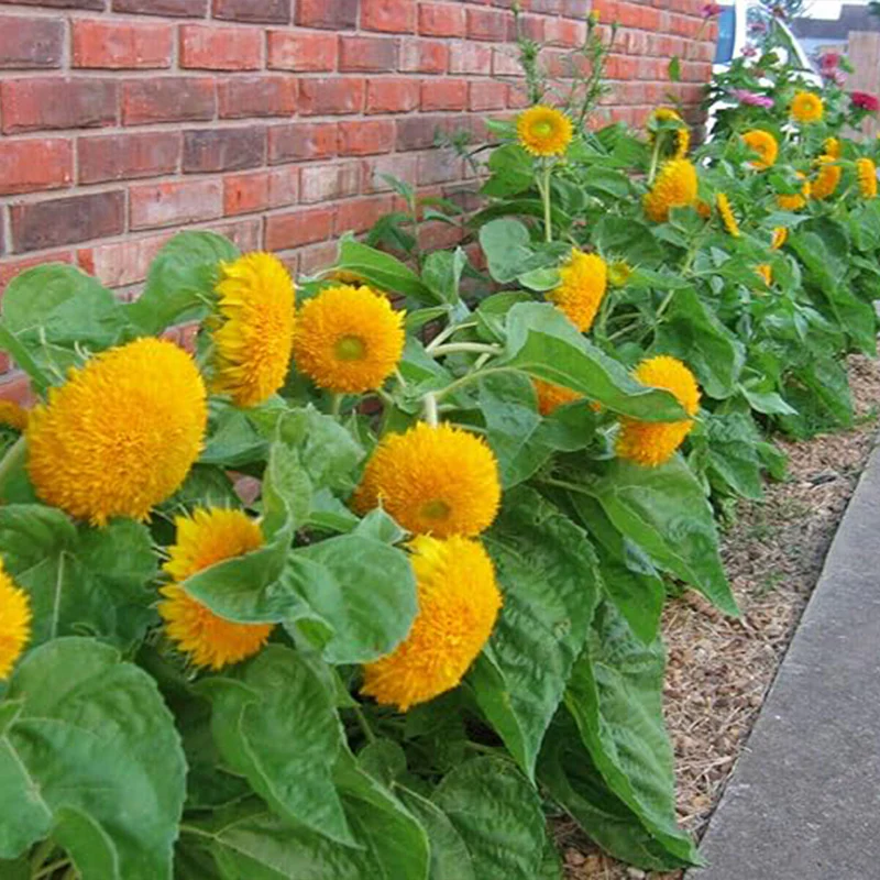 Sunflower Seeds for Planting Teddy Bear Sunflower Seeds to Plant in Home Gardens - Image 3