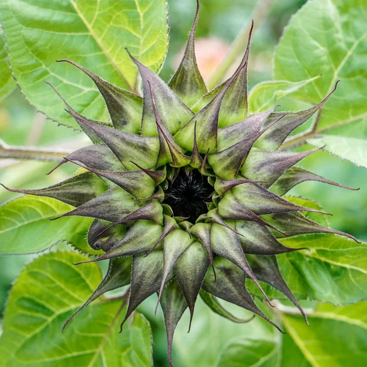 Sunflower Seeds - SunFill Purple - Image 3