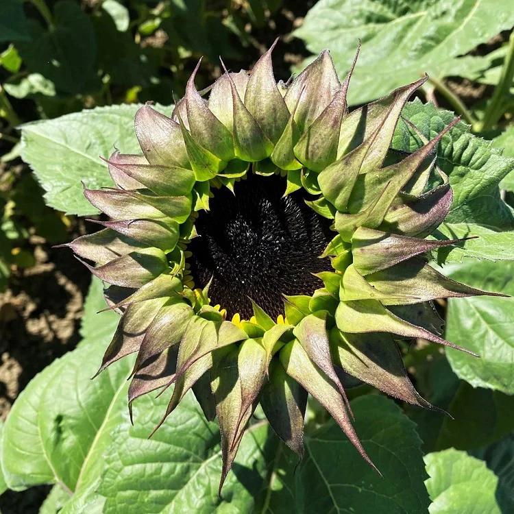 Sunflower Seeds - SunFill Purple - Image 4
