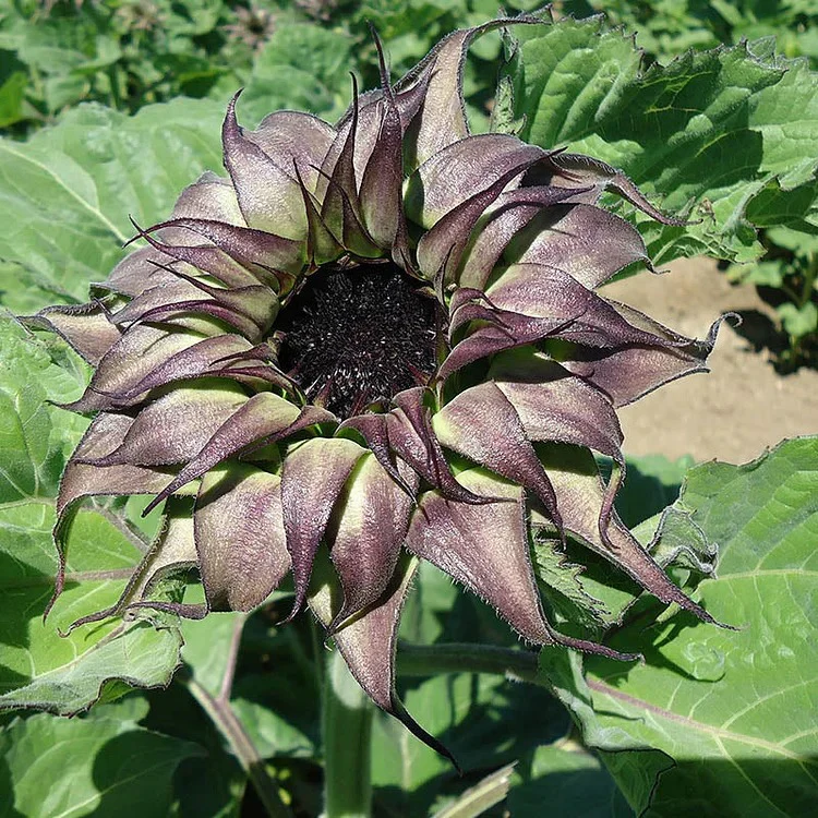 Sunflower Seeds - SunFill Purple - Image 5