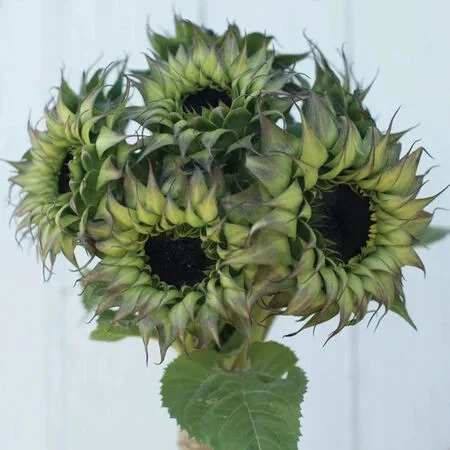 Sunflower Seeds - SunFill Purple - Image 6