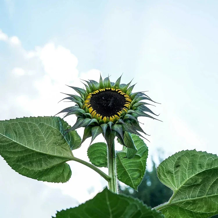 Sunflower Seeds - SunFill Purple - Image 7