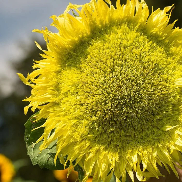 Sunflower, Zeus Hybrid Seeds - Image 2
