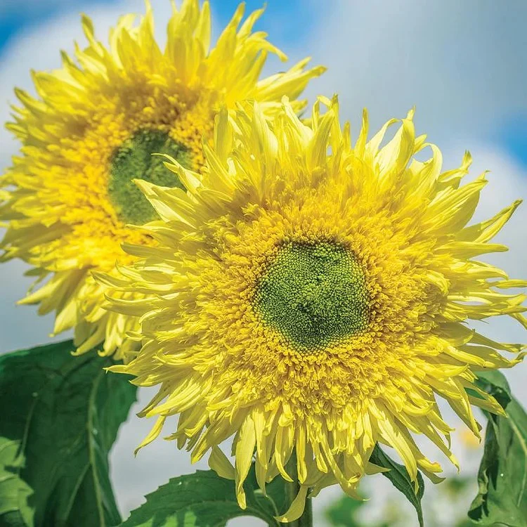 Sunflower, Zeus Hybrid Seeds - Image 3