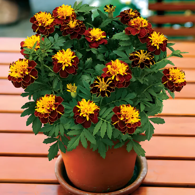 Super Hero Spry Marigold Seeds - Image 2