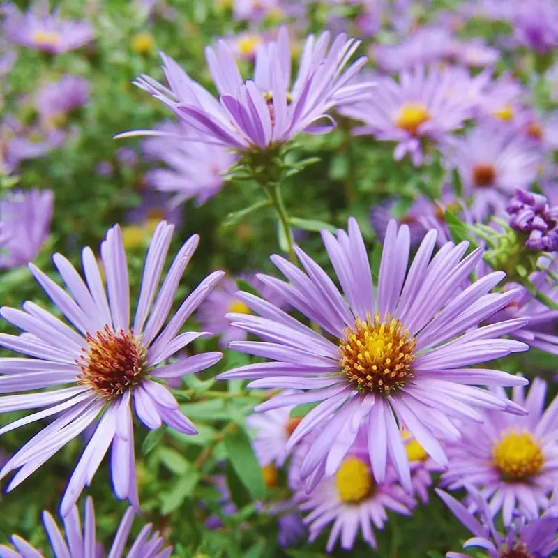 Superstar Aster Collection: Late Summer to Fall Beauty - Image 4