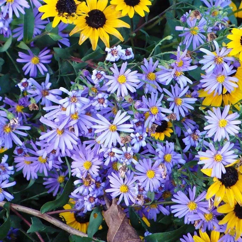 Superstar Aster Collection: Late Summer to Fall Beauty - Image 5