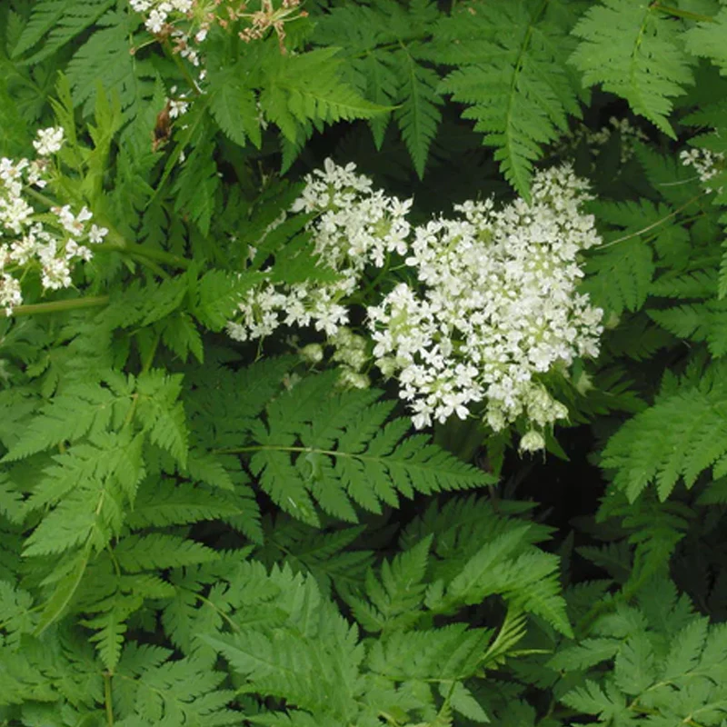 Sweet Cicely - Image 2