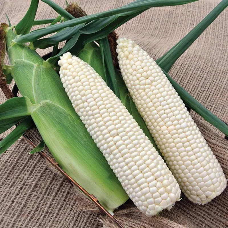Sweet Corn Freedom MXR F1 - Image 2