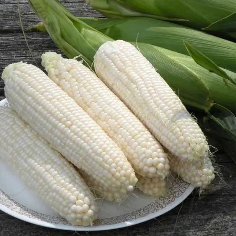 Sweet Corn Freedom MXR F1 - Image 3