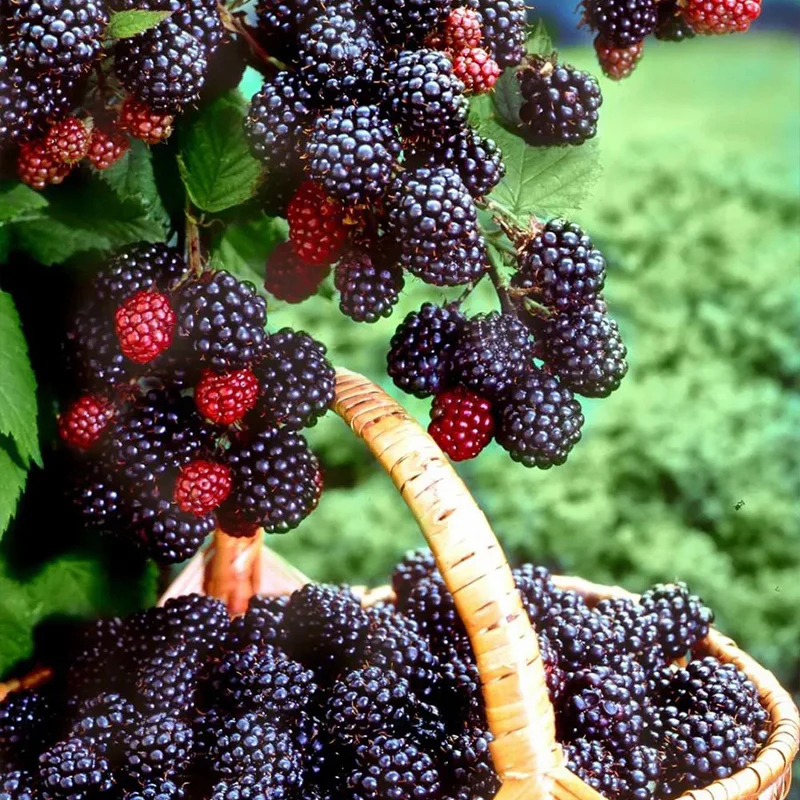 Sweet Giant Blackberry: Huge, Juicy Blackberries Await! - Image 7