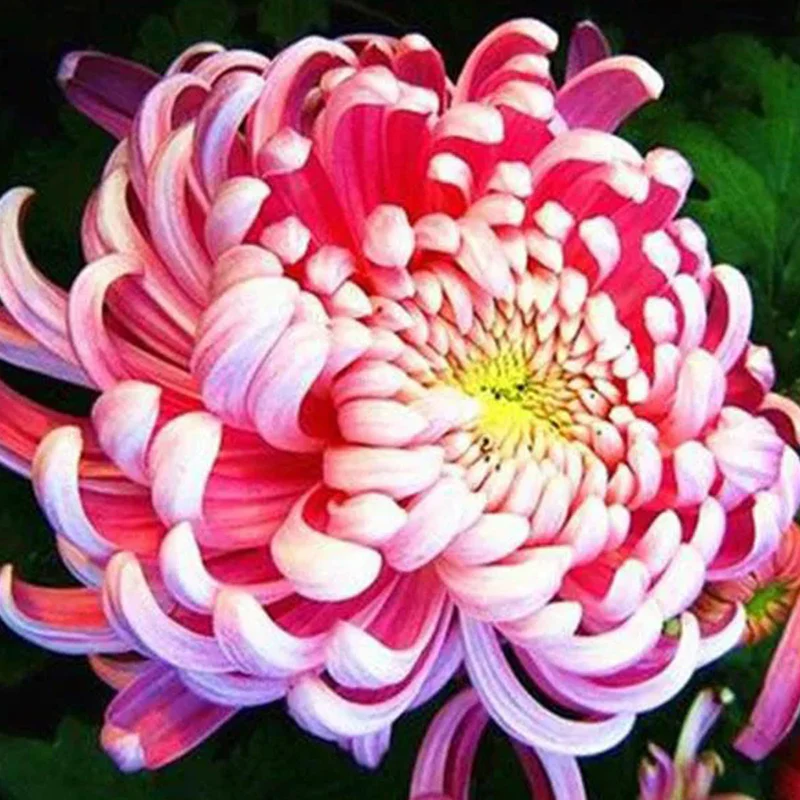 Sweet Pink Helichrysum Strawflower Seeds - Image 4