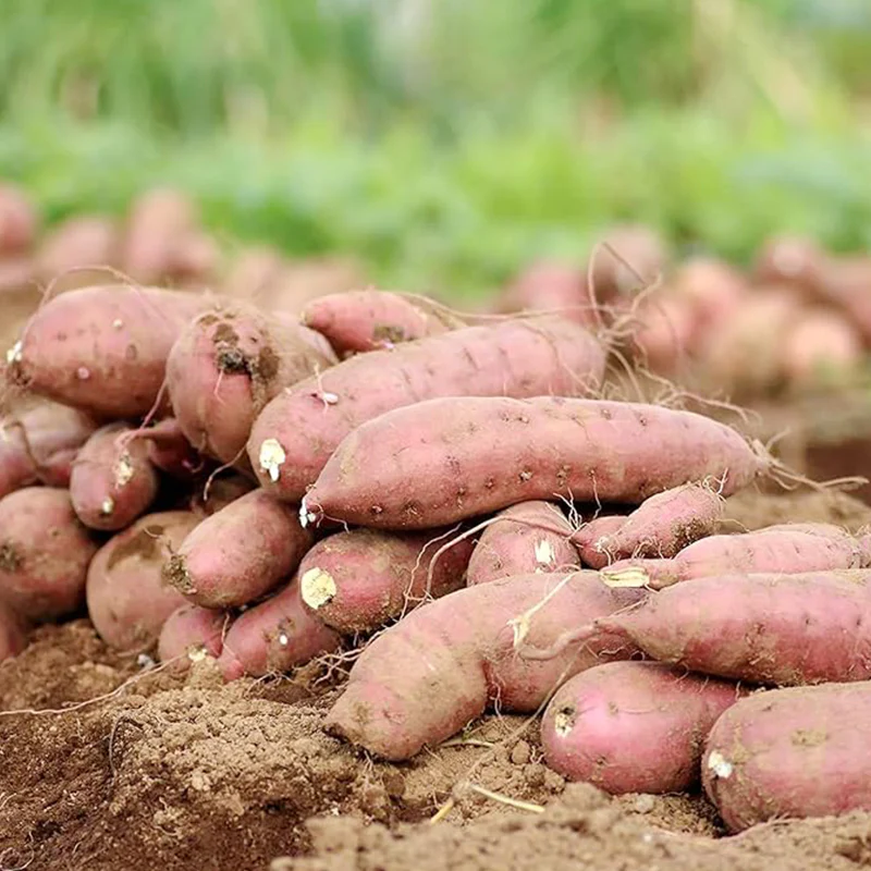 Sweet Potato Seeds Non-GMO Sweet Vegetable Seeds Home Garden Plant Seed for Planting - Image 2
