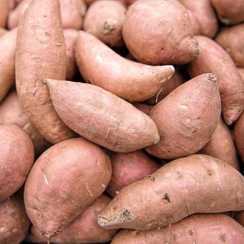 Sweet Potato Seeds Non-GMO Sweet Vegetable Seeds Home Garden Plant Seed for Planting - Image 3