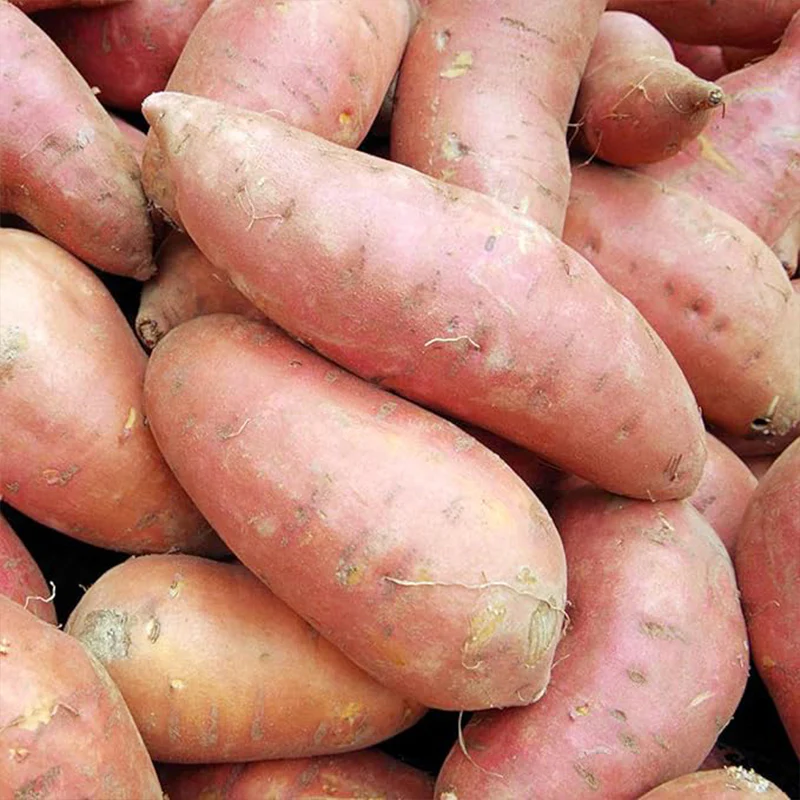 Sweet Potato Seeds Non-GMO Sweet Vegetable Seeds Home Garden Plant Seed for Planting - Image 4