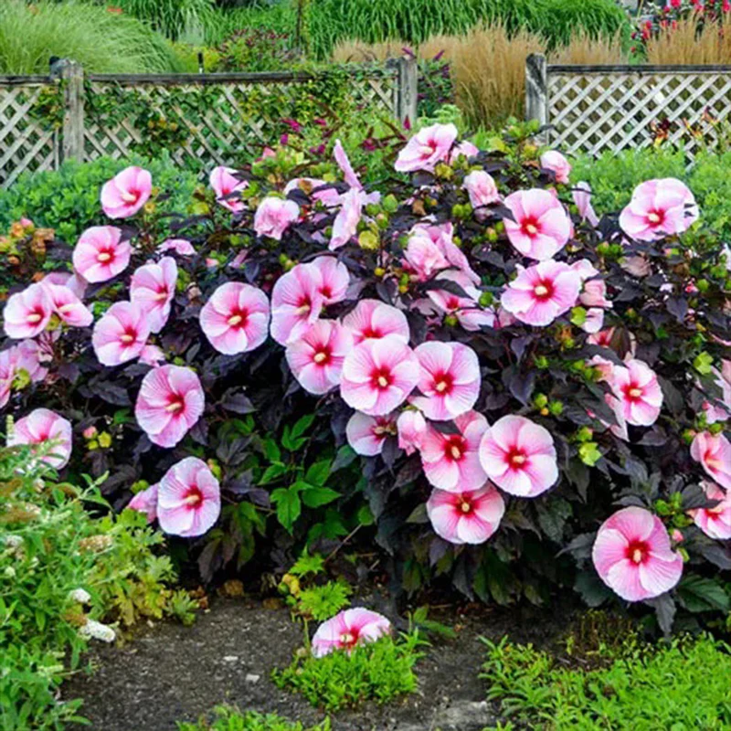Sweet Sultry Hibiscus Collection - Image 3