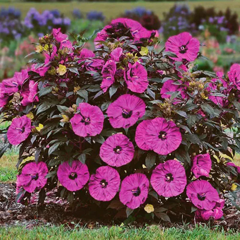 Sweet Sultry Hibiscus Collection - Image 4