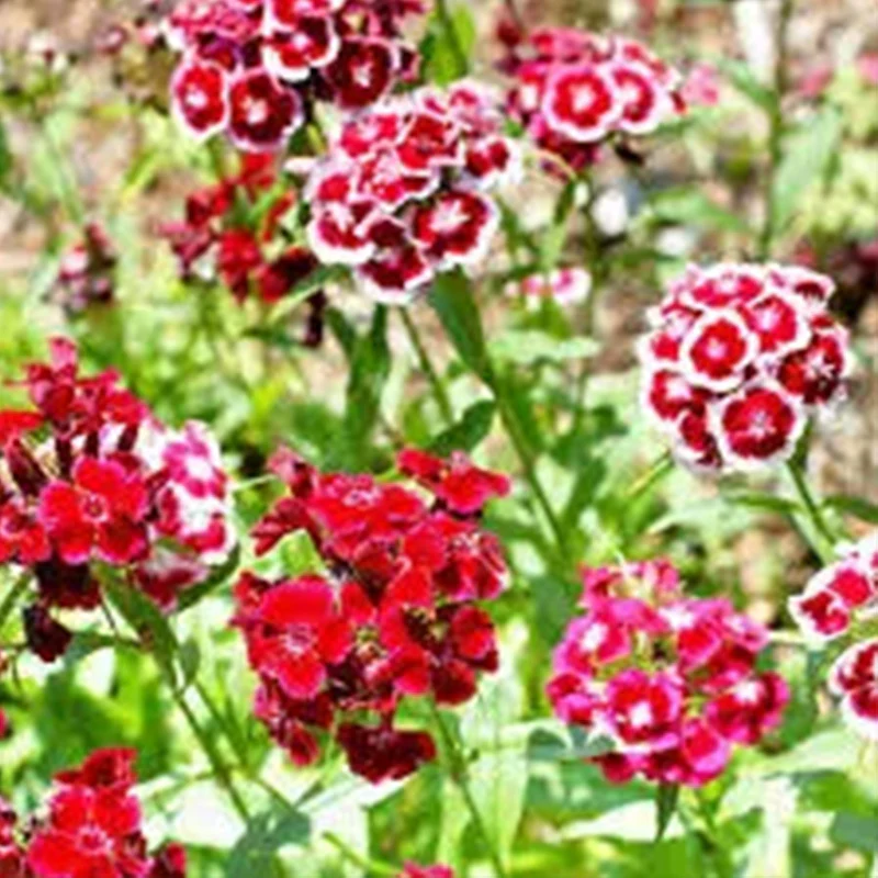 Sweet William Seeds - Herald of Spring Mix - Image 3