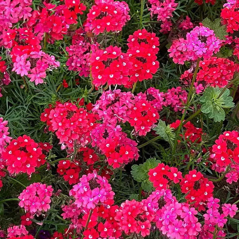 'Sweetheart Kisses' Moss Verbena Seeds - Image 3